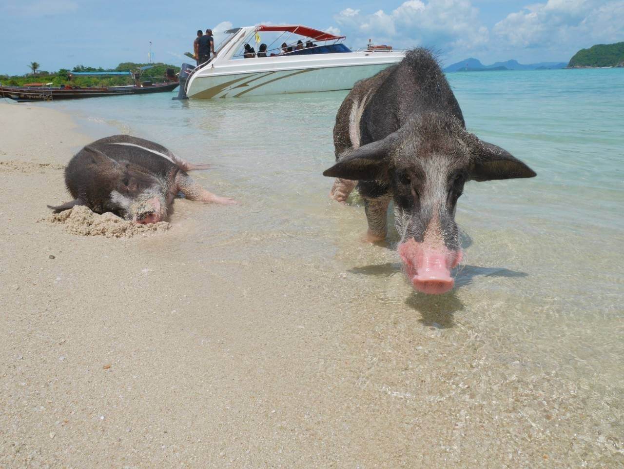 pig island tour thailand