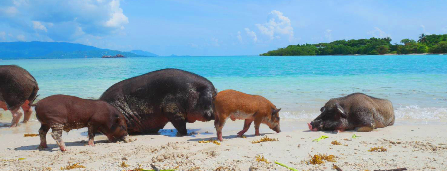 pig island private tour