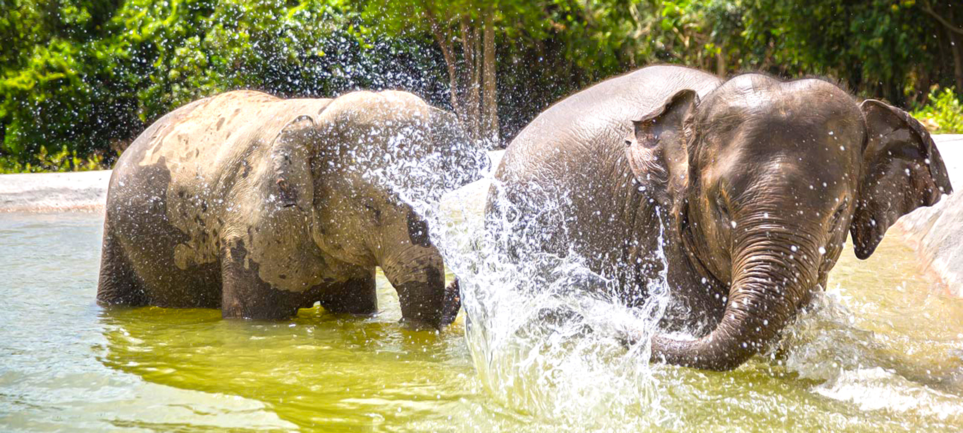 samui elephant sanctuary tour